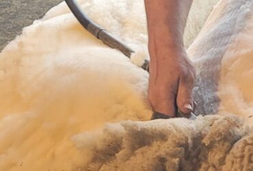 Shearing School at Shepherd's Cross Farm