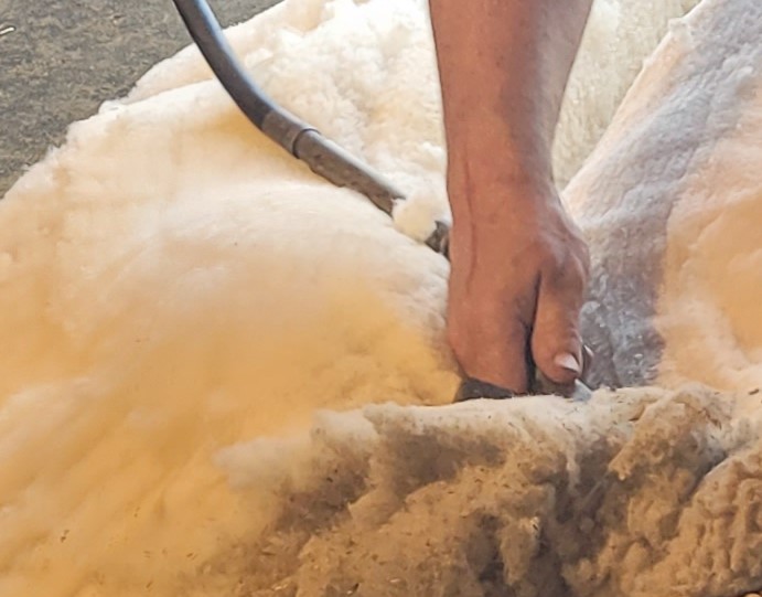 Shearing School at Shepherd's Cross Farm