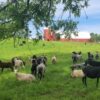 Small Ruminant Animal Husbandry Training