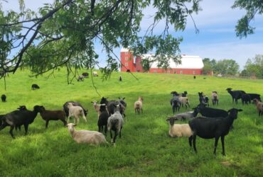 Small Ruminant Animal Husbandry Training
