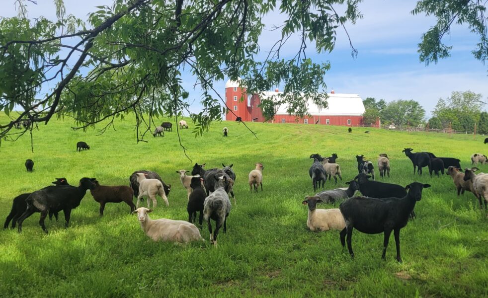 Small Ruminant Animal Husbandry Training