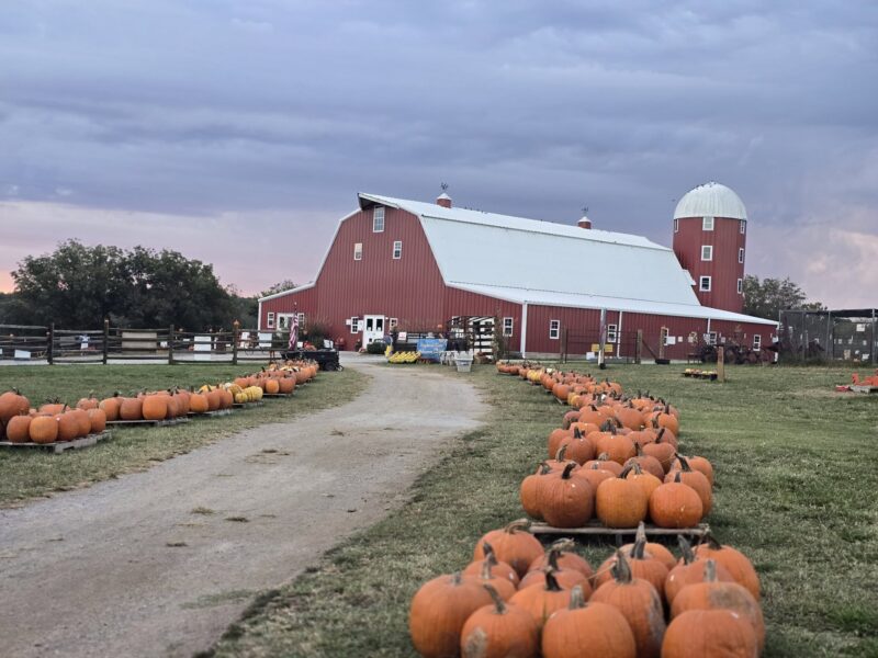 Fall Pumpkin Festival at Shepherd's Cross